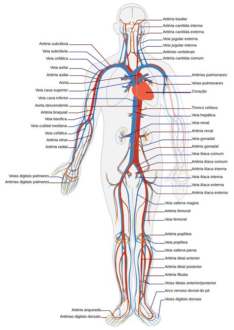 Anatomia Das Arterias Em 3d Membro Superior Images