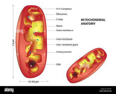 Estructura De La Mitocondria Immagini E Fotografie Stock Ad Alta