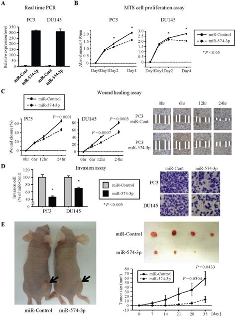 A Mir 574 3p Expression Levels In Pca Cell Lines Pc3 And Du145 Were