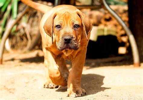 The Majestic South African Boerboel | Pets Nurturing