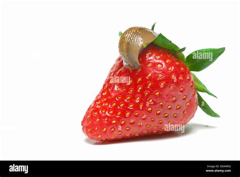 Slug On Strawberry Stock Photo Alamy