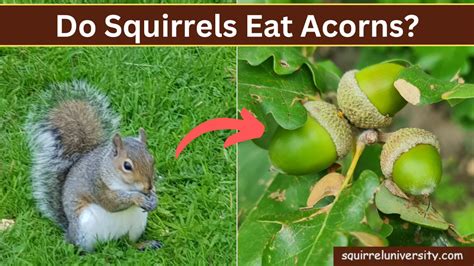 Do Squirrels Eat Acorns 🐿️ And Why [answered] Squirrel University