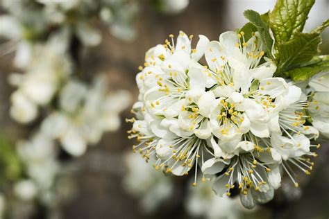 Kwiaty Botaniczny Botanika Darmowe Zdjęcie Na Pixabay Pixabay