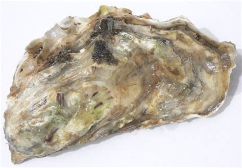 World’s largest oyster found in Denmark | IceNews - Daily News