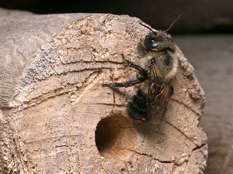 Protecting And Providing Nesting For Native Bees And Wasps Ecological