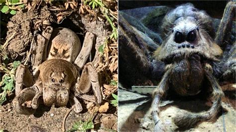 Sydney Man Finds A Huge Wolf Spider In His Garden