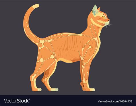 Cat Anatomy Royalty Free Vector Image Vectorstock