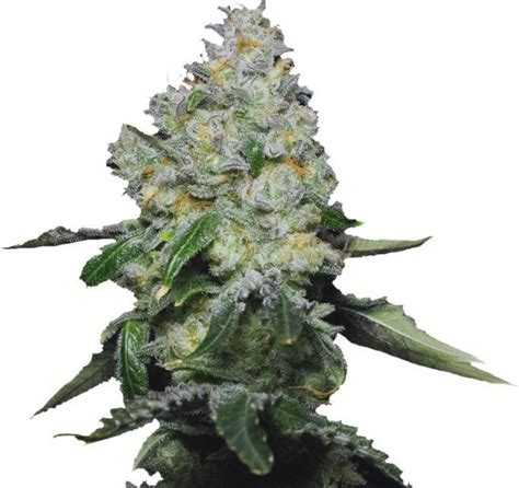 Tropical Cookies Growers Choice Feminized Seeds On Sale