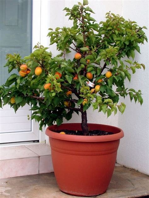 Alberi Da Frutto Nani Da Coltivare Sul Balcone Consigli Utili Nel