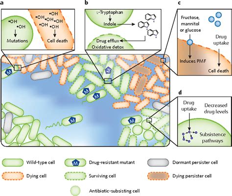 Figure 1 From Microbial Environments Confound Antibiotic Efficacy