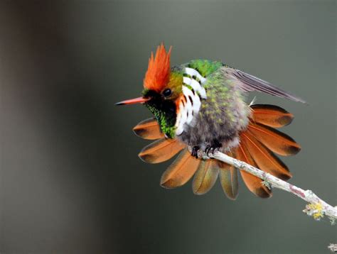 S Rie Topetinho Vermelho Lophornis Magnificus Birds Painting