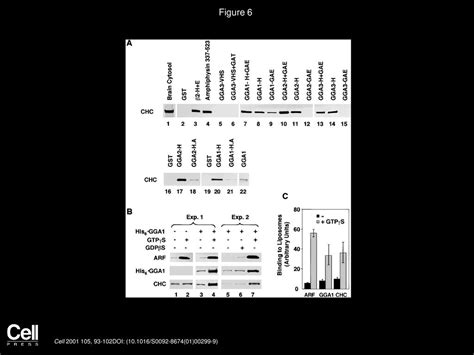 The Ggas Promote Arf Dependent Recruitment Of Clathrin To The Tgn Ppt