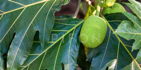 Global Breadfruit Summit Revitalizing Breadfruit Cultivation In Hawaii