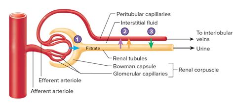 Solved Peritubular Capillaries Interstitial Fluid 2 3 1 To Chegg