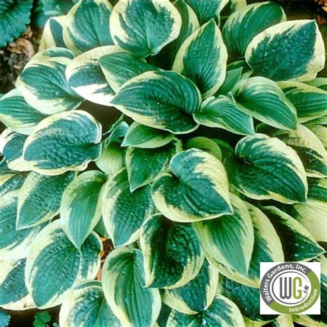 Hosta Wide Brim Cavano S Perennials