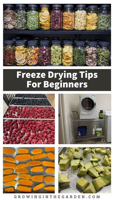 How To Freeze Dry Herbs A Step By Step Guide Artofit