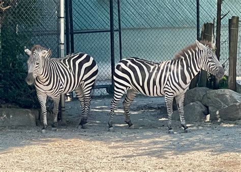Two Zebras by jonstallion on DeviantArt