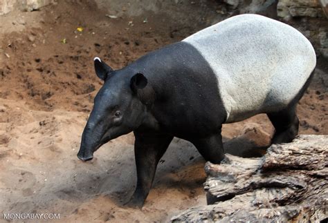 malayan tapir