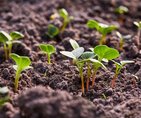 How To Grow Radishes In Pots Expert Tips To Succeed Homes Gardens