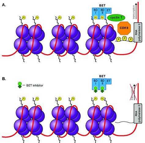 Visualization Of The Bromodomain And Extra Terminal Domain Bet