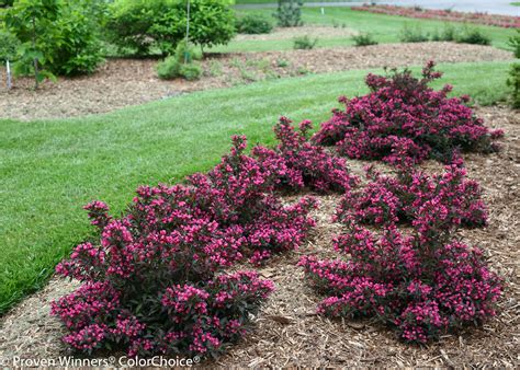 Spilled Wine® Weigela Florida Landscaping Plants Garden Shrubs Plants