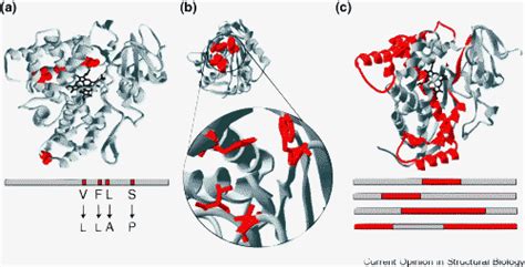 Random Mutagenesis A Targeted Mutagenesis B And Recombination C