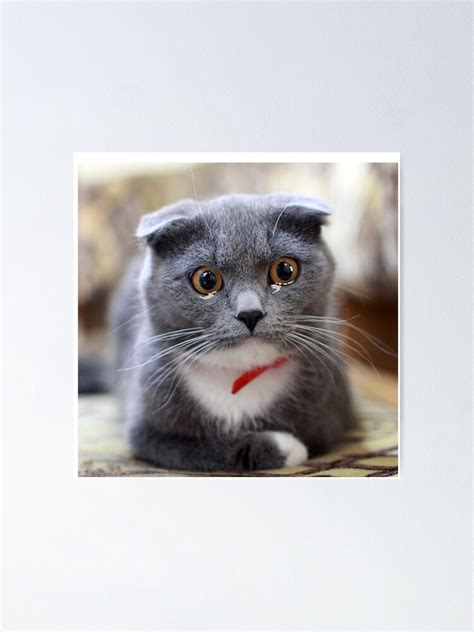 Teary Eyed Cat Meme Crying Cat Poster By Diensdesign Redbubble