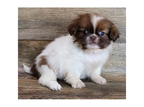 Pekingese Puppy Chocolate Sable Id11683 Located At Petland Henderson