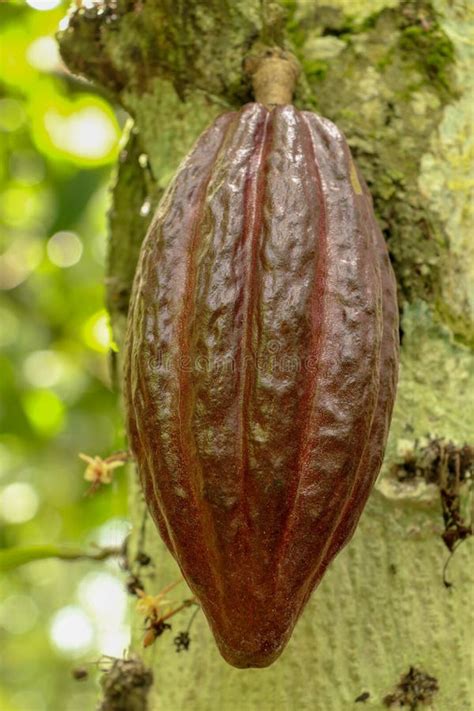 Ripe Cacao Fruit Brown Cocoa Pods Grow On The Tree The Cocoa Tree