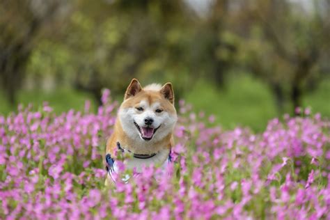 Shiba Inu SHIB Price Jumps 10 While Burn Rate Spikes What To