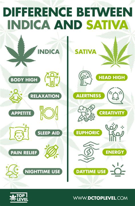 Indica vs Sativa [Complete Marijuana Overview]