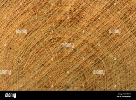 Oak Tree Rings