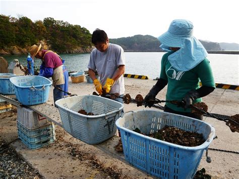 Oyster Farming – Real Medicine Foundation