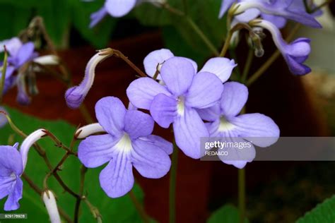 Streptocarpus Falling Stars Cape Primrose News Photo Getty Images