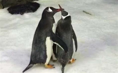 Watch Meet The Gay Penguins Raising Chick At Sydney Aquarium