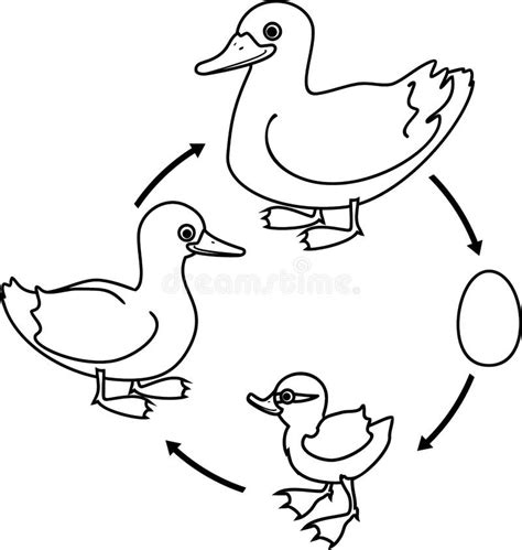 Coloring Page With Life Cycle Of Bird Stages Of Development Of Wild