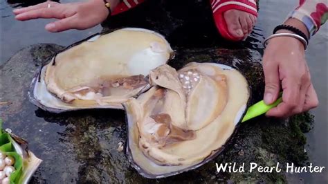 Incredible I Picked Up A Giant Australian Pearl Oyster Collecting