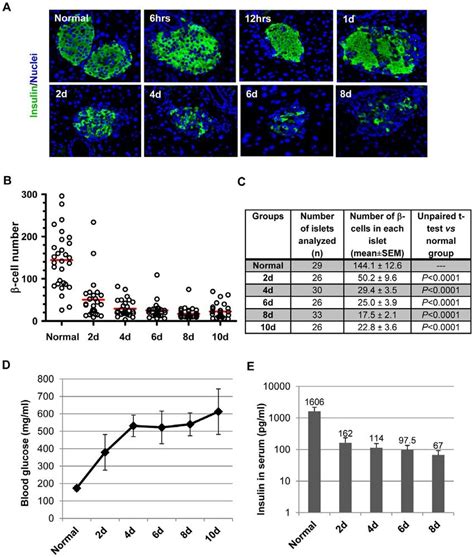 STZ Mediated B Cell Destruction Adult C57BL 6 Mice Were Treated With