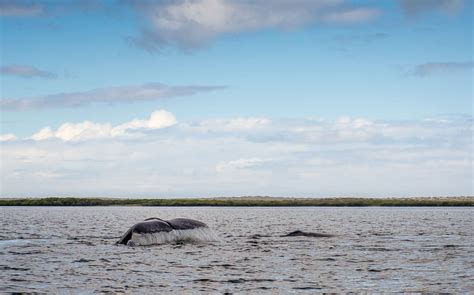 Magdalena Bay Gray Whale Watching Cruise - Kated