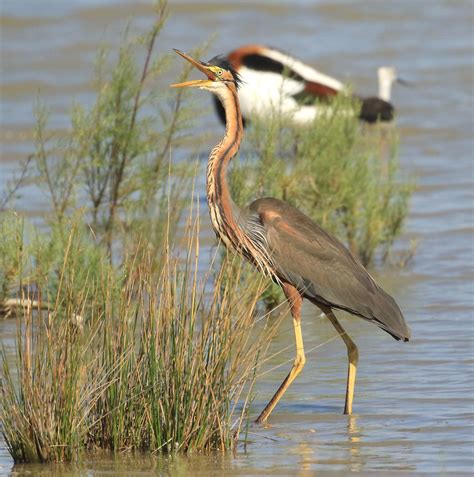 Purple Heron Daniel Lombard Flickr