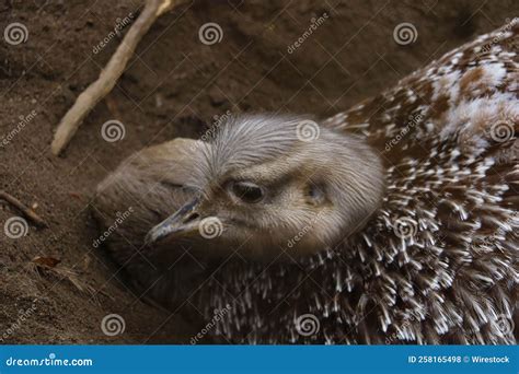 Closeup Shot Of The Brown Ostrich Lying In The Sandy Ground Stock Photo