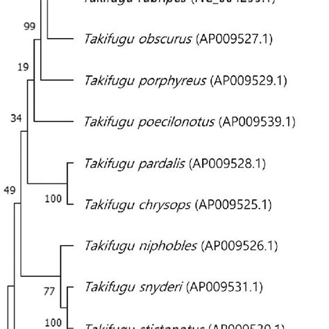 Phylogenetic Tree Based On Complete Mitochondrial Genome Of Takifugu