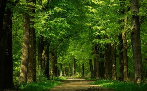 Wallpaper Green forest, trees, path 1920x1200 Picture, Image