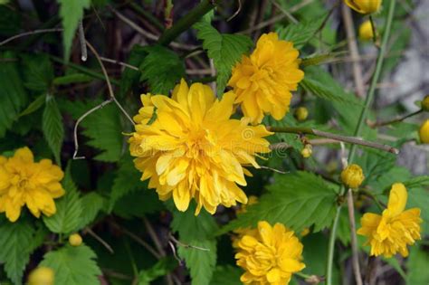 Flores Brilhantes Amarelas Shaggy Fluffy Grandes Arbustos Japaneses