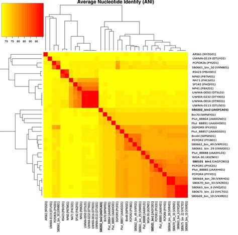 Average Nucleotide Identity Anib Heatmap Anib Values Were Calculated