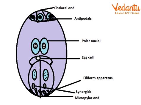 Egg Apparatus Learn Important Terms And Concepts