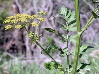 Weed watch: Wild parsnip and poison hemlock | Integrated Crop Management