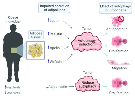 Adipokine Mediated Autophagy On Tumor Cell Characteristics During