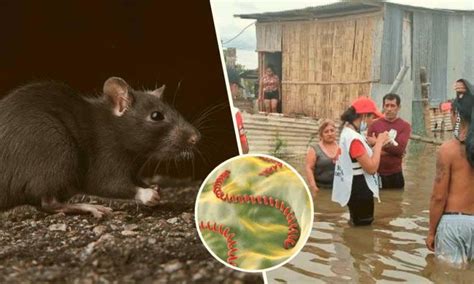 Emergencia Sanitaria En Ciudad De Ecuador Por Casos De Leptospirosis