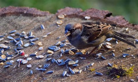 What Birds Eat Black Oil Sunflower Seeds - A Detailed Answer